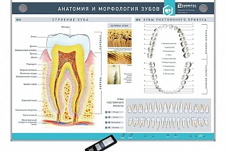 Интерактивный стенд "Анатомия и морфология зубов"