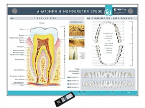 Интерактивный стенд "Анатомия и морфология зубов"