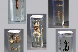 Комплект влажных препаратов демонстрационный