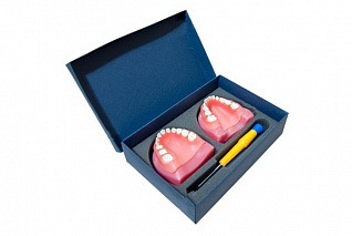 Денто-модель детской верхней и нижней челюсти ЧВН-24 N