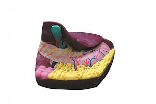 Тренажер для отработки навыков холедохотомии Zarnitza