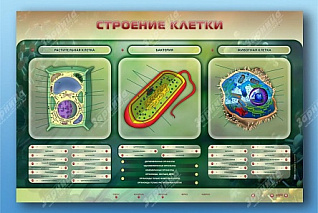  Электрифицированный стенд Строение клетки с маркерными полями