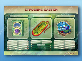  Электрифицированный стенд Строение клетки с маркерными полями