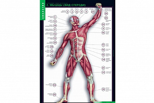 Комплект таблиц. Биология. Строение тела человека - 10 таблиц Новый диск