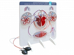 Демонстрационная модель сердечно-сосудистой системы человека