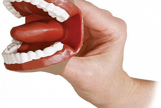 Муляж артикуляционного аппарата