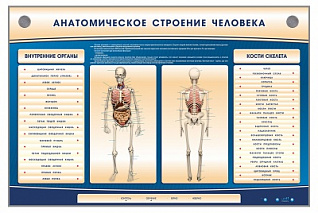 Электрифицированный стенд-тренажер c макетом скелета Zarnitza "Анатомическое строение человека"