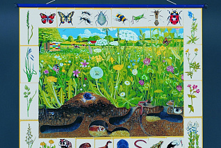 Магнитный плакат "Природное сообщество луга"