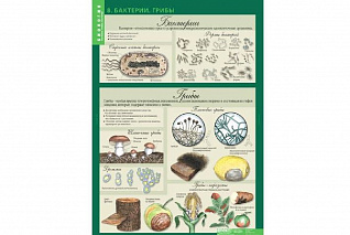 Комплект таблиц «Биология 6 класс. Растения. Грибы. Бактерии» Новый диск