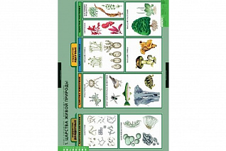 Комплект таблиц. Биология. Общее знакомство с цветковыми растениями - 6 таблиц Новый диск