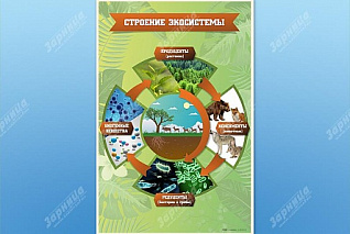  Стенд Строение экосистемы