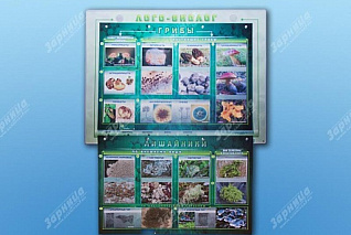  Комбинированный модульный комплекс Лого-биолог