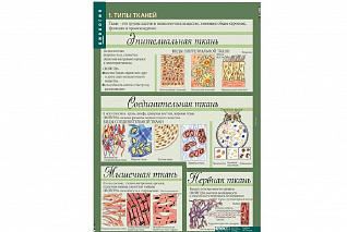 Комплект таблиц «Биология. 8-9 классы. Человек» Новый диск