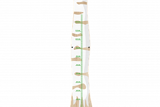 Настенная панель Birch ruler Березовая линейка