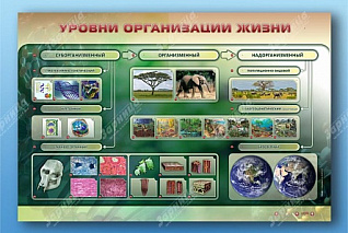  Электрифицированный стенд Уровни организации жизни