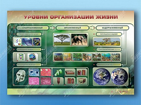  Электрифицированный стенд Уровни организации жизни