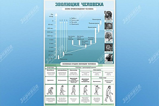 Стенд Эволюция человека